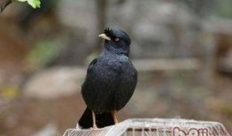 搞笑八哥爆料视频下载大全